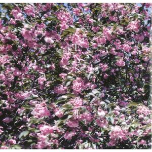 国产日韩欧美精品
